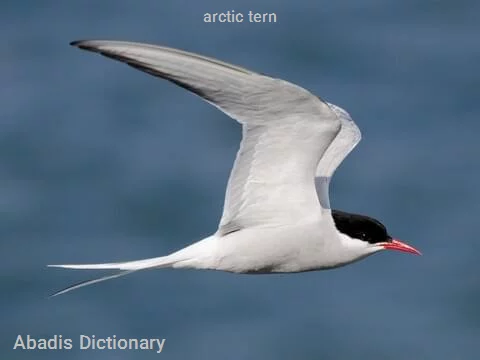 arctic tern